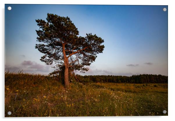 Lonely pine tree on a field Acrylic by Alexey Rezvykh