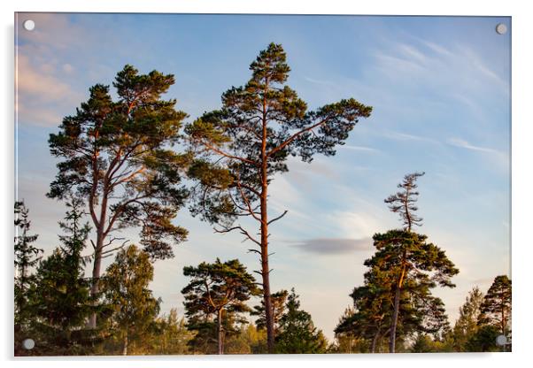 Tall pine trees in sunset light. Acrylic by Alexey Rezvykh