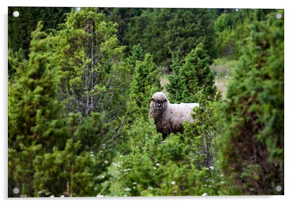 Longwood sheep (lamb) in juniper shaw Acrylic by Alexey Rezvykh