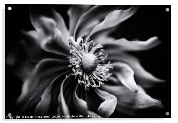 Black and white anemone flower  Acrylic by Maciej Kondratiuk