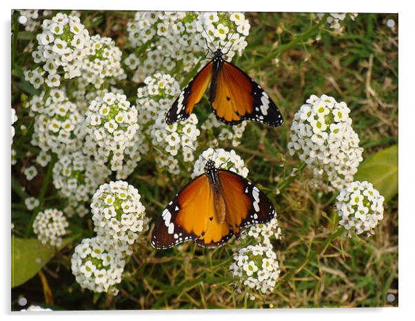 Two butterflies on a white flower...  Acrylic by Ankit Mahindroo