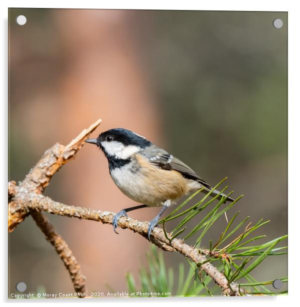 Coal-Tit Acrylic by jotrphoto.crd. 