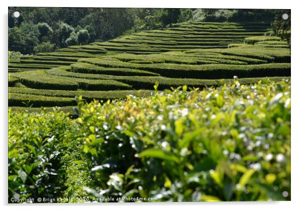 Wandering through the tea plantation Acrylic by Brian Kegels