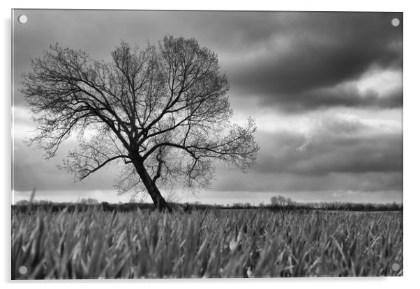 The Tree Acrylic by Scott Ian Thomson