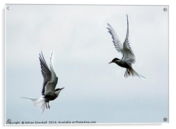 Two terns Acrylic by Adrian Snowball
