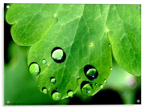 Aquilegia leaf and rain drops Acrylic by Adrian Snowball