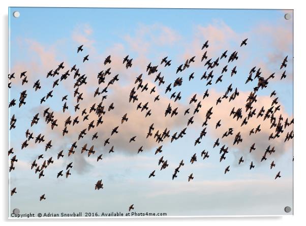 A murmuration of starlings Acrylic by Adrian Snowball