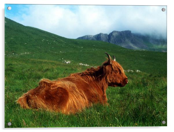Highland Cow Acrylic by Adrian Snowball