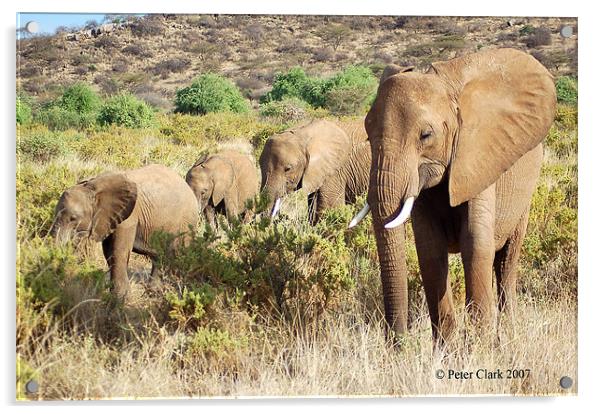 Elephant family  Acrylic by Peter Clark