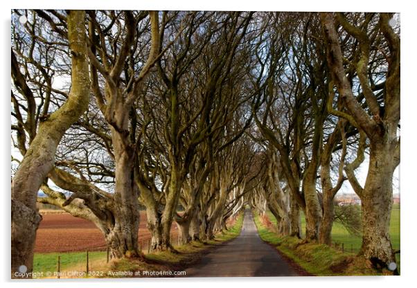 Dark hedges Northern Ireland Acrylic by Paul Clifton
