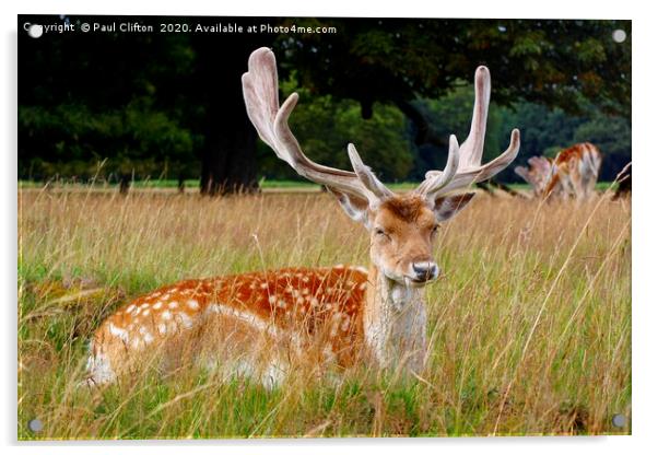 Fallow deer. Acrylic by Paul Clifton