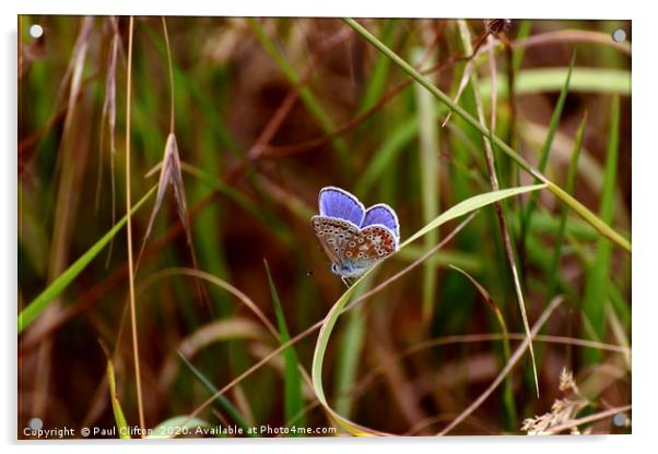 Beautiful common blue butterfly at rest. Acrylic by Paul Clifton