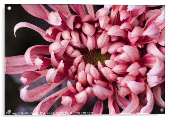 The texture of the flower of pink chrysanthemum Acrylic by Mariya Obidina
