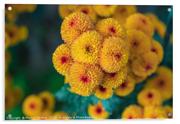 Yellow chrysanthemums close up in autumn Sunny day Acrylic by Mariya Obidina