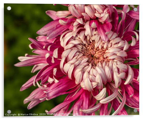 Pink chrysanthemums close up  Acrylic by Mariya Obidina