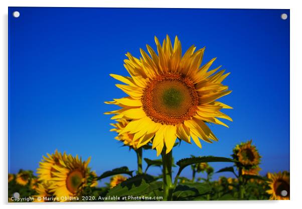 Sunflowers Acrylic by Mariya Obidina