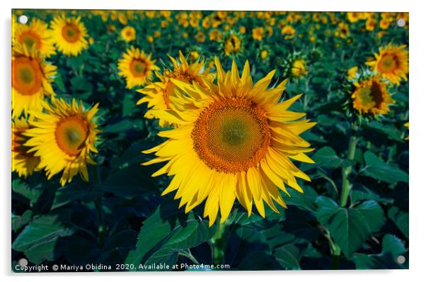 Field of sunflowers Acrylic by Mariya Obidina