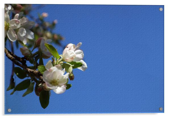               Apple blossoms breathe in the blue s Acrylic by liviu iordache
