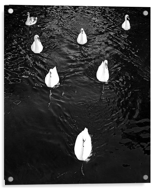 Swans in formation  Acrylic by David Turnbull