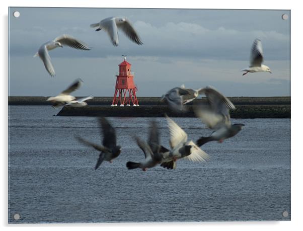 Gulls and Harbour light  041207  Acrylic by David Turnbull
