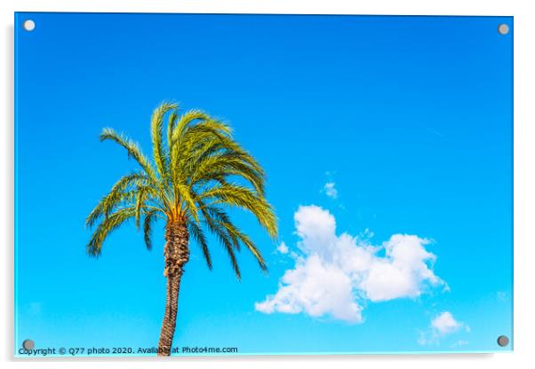 beautiful spreading palm tree on the beach, exotic plants symbol of holidays, hot day, big leaves Acrylic by Q77 photo