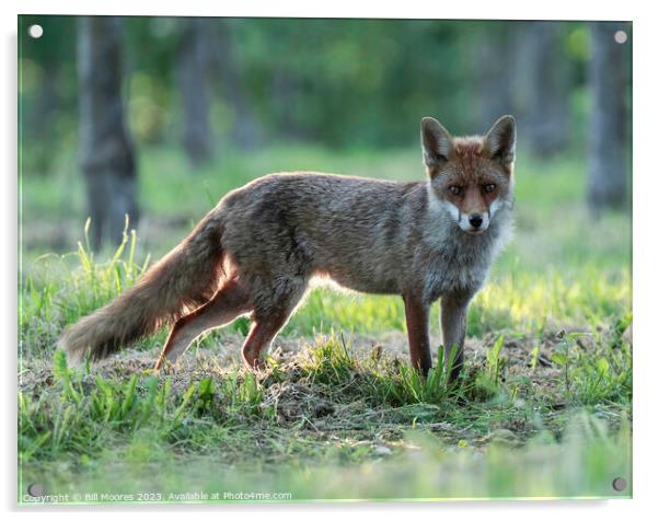 Good evening Mr Fox Acrylic by Bill Moores