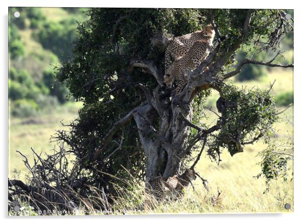 Young Cheetahs in tree Acrylic by Bill Moores