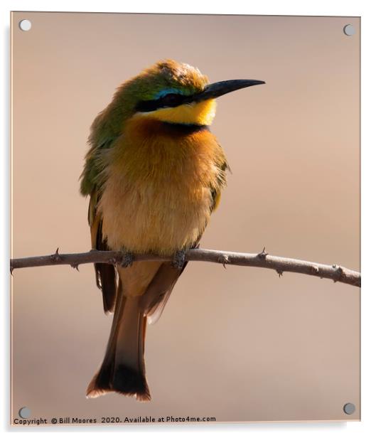 Lone Little Bee-Eater Acrylic by Bill Moores