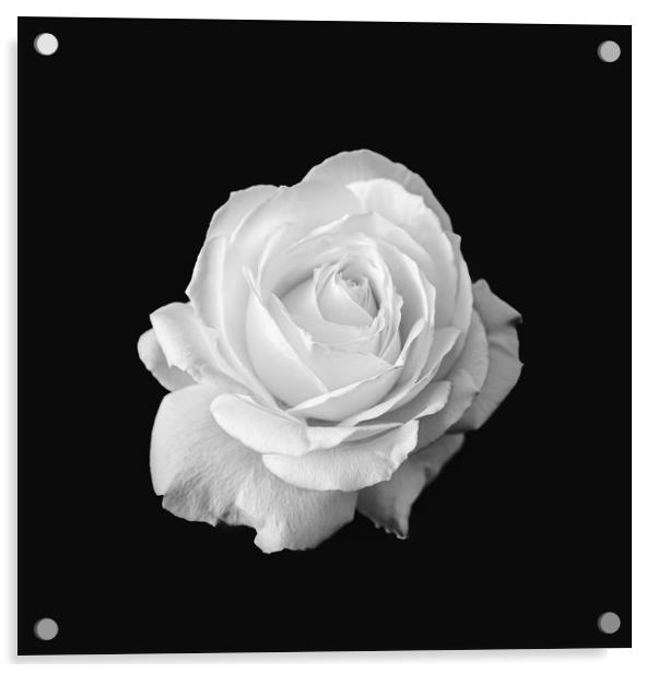 Pure White Rose Flower Black and White Acrylic by Ioan Decean