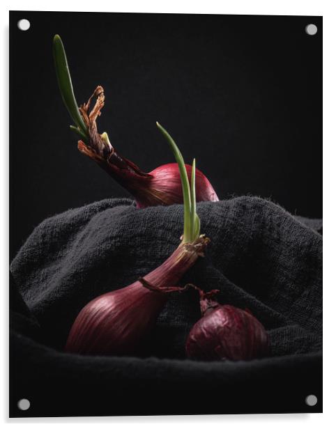Sprouting Red Onions on Dark Background Still Life Acrylic by Ioan Decean