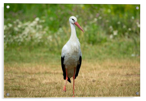 White stork bird (Ciconia ciconia) Acrylic by Anahita Daklani-Zhelev