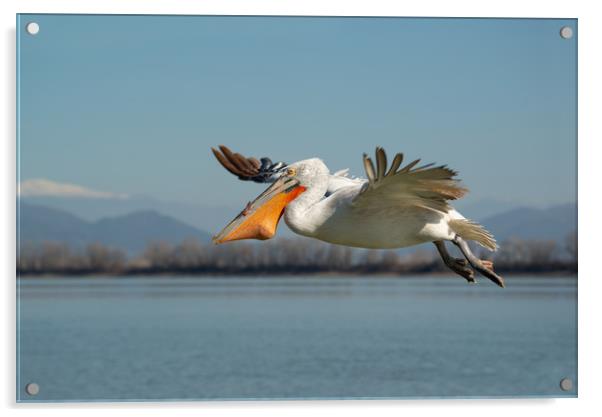 Pelican bird flying with fish in it's beak Acrylic by Anahita Daklani-Zhelev