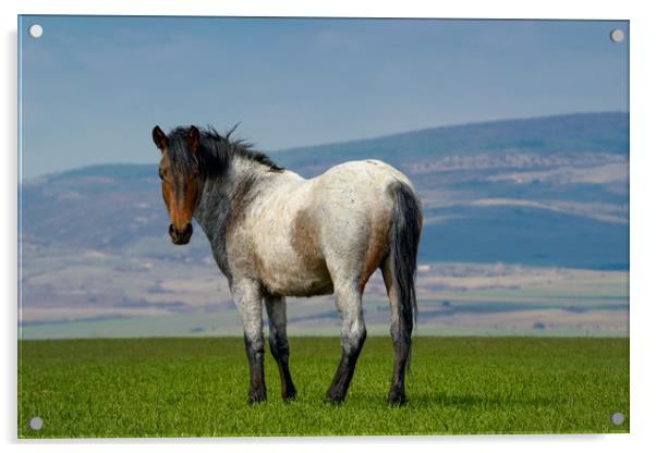 Beautiful wild gray horse standing on green grass Acrylic by Anahita Daklani-Zhelev