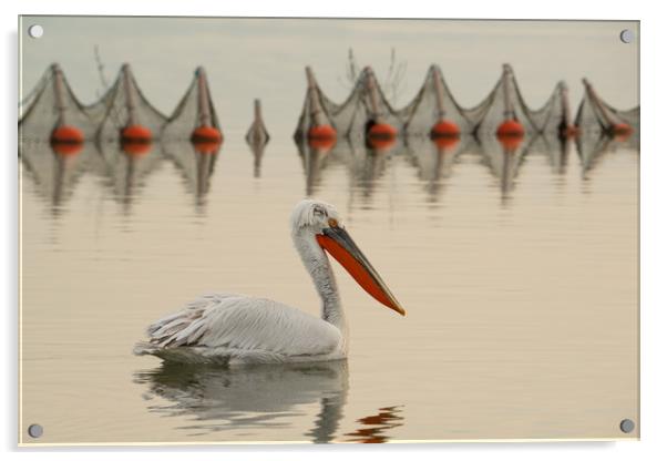 Pelican swimming in a lake with fishing nets. Acrylic by Anahita Daklani-Zhelev