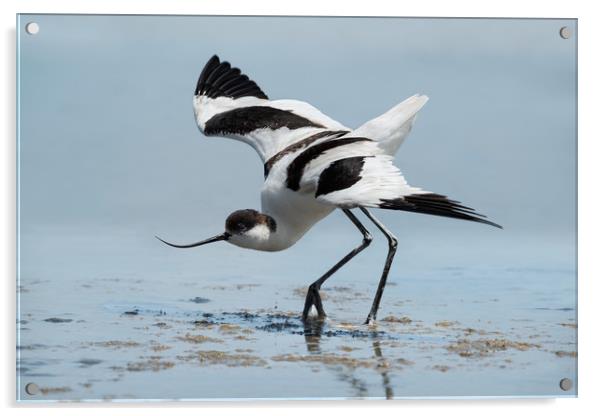 Pied avocet bird in a beautiful pose Acrylic by Anahita Daklani-Zhelev