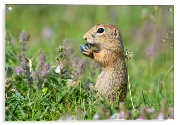 European ground squirrel eating blueberry  Acrylic by Anahita Daklani-Zhelev