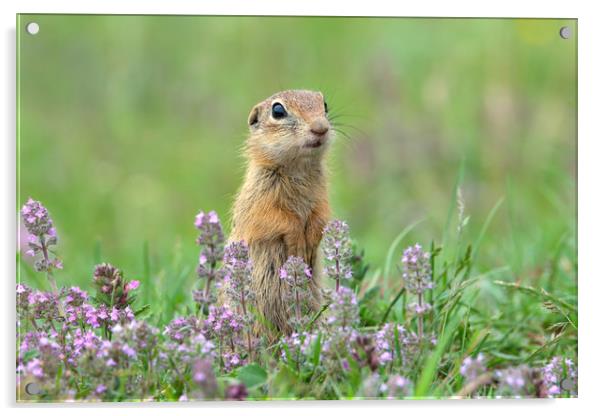 European ground squirrel with thyme flowers Acrylic by Anahita Daklani-Zhelev