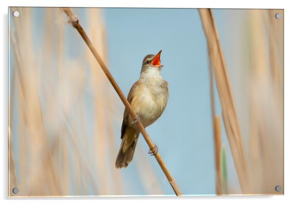 Great Reed Warbler bird on a soft blue background Acrylic by Anahita Daklani-Zhelev