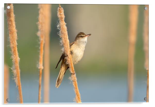 Great Reed Warbler bird perched on a bulrush Acrylic by Anahita Daklani-Zhelev