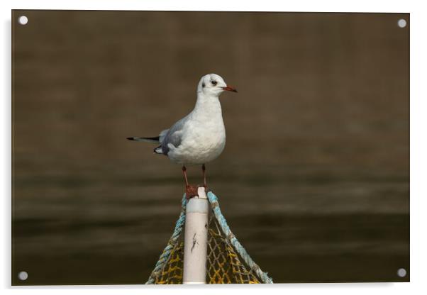 Black-headed gull bird on a fishing net post Acrylic by Anahita Daklani-Zhelev