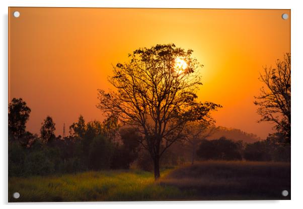 Orange sunset through the tree Acrylic by Jordan Jelev