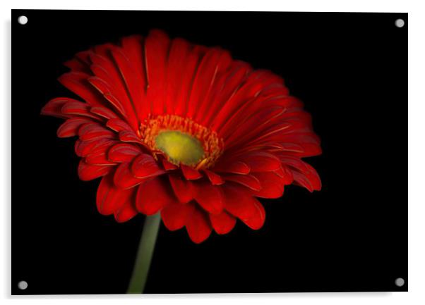 Red gerbera flower on black background Acrylic by Jordan Jelev