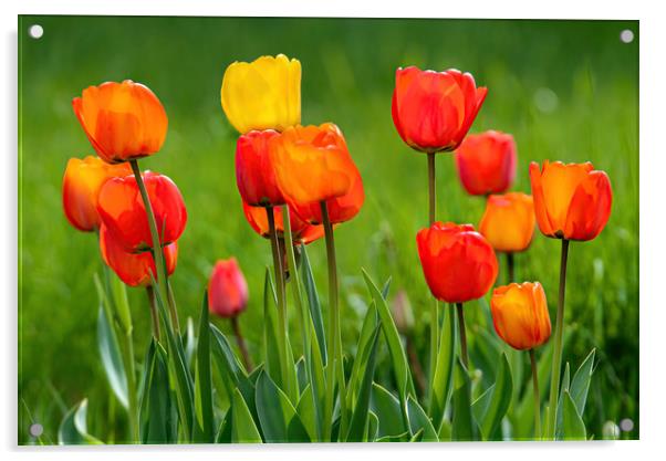Beautiful colorful tulips Acrylic by Jordan Jelev
