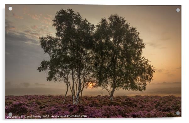 Misty Sunrise on Westleton Heath Suffolk Acrylic by David Powley