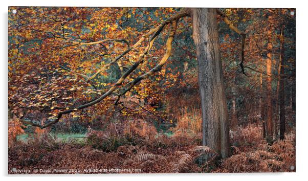 Autumn Colours in Thetford Forest Acrylic by David Powley