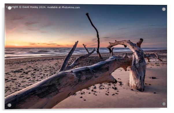 Fallen Trees on the Beach at Covehithe Acrylic by David Powley