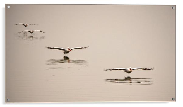 Flight Of The Pelicans Acrylic by Caroline Claye