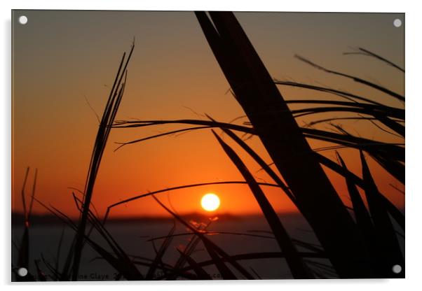 Sunset Through The Reeds Acrylic by Caroline Claye