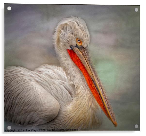 Portrait of a Pelican Acrylic by Caroline Claye