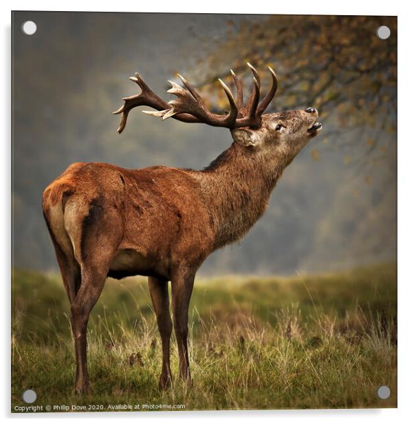 Rutting Stag calling Acrylic by Phillip Dove LRPS